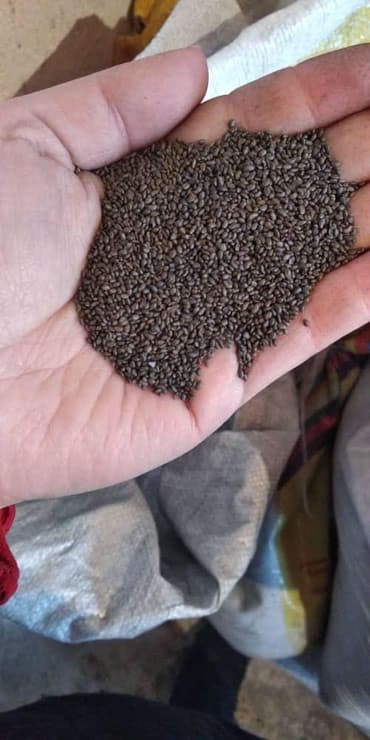 сейф бизнес маркетинг: Семена кормовых растений: Люцерна — 1