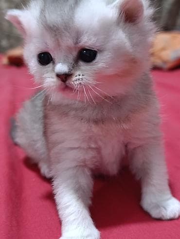 1 месяц, Мальчик, Серебристая шиншилла, Приучена к лотку