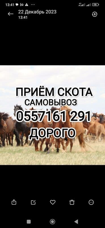 купить рабочую охотничью собаку: Куплю | Коровы, быки, Лошади, кони | На откорм, Любое состояние, Забитый — 1