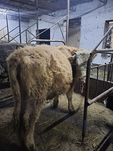 коровы симентал: Продаю | Бык (самец) | Алатауская, Швицкая, Полукровка | Для разведения, На откорм | Привязанные, Искусственник — 2