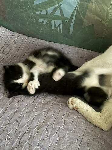 белый хаски: Котята, окрас черно-белый и белый с серыми пятнышками. На фото видно — 1