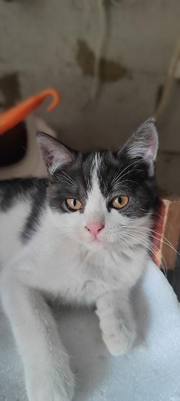 животные котята: Кошка даром: Беспородная, 3 месяца, Мальчик — 4