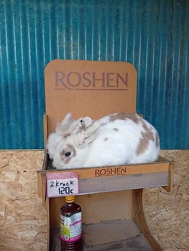 собака девочка: Кролик самец львиное голова с окрасом, сочетающим белый и — 8