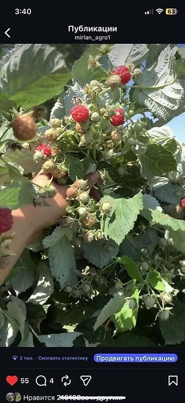 роза гулдор: Саженцы малины сорт ГЕРАКЛ - Куст мощный, высокорослый, с сильными — 3