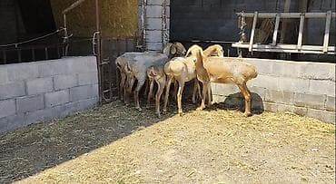 на овец: Продаю | Ягненок | Арашан | Для разведения | Ярка — 3