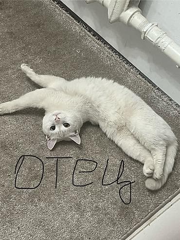 Мышыктар: ПРОДАЮТСЫ КОТЯТА! (бронируйте!) Котята родились 5 июля Пол пока не — 3