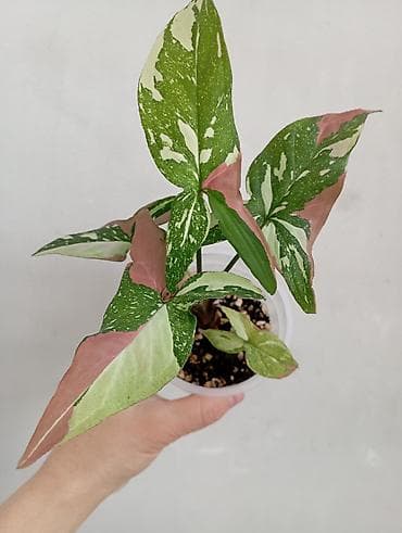 палка: 1- фото Сингониум Милк он грин 800 сом . Остальные Сингониумы по 350 — 4