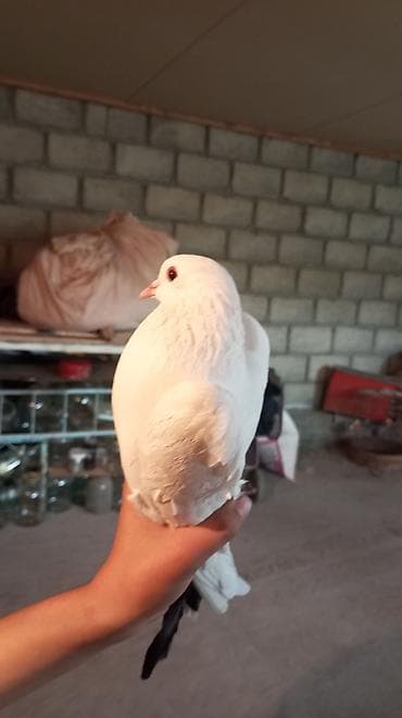 фазан сколько стоит: Голубь декоративный, окрас белый с контрастными тёмными маховыми — 7