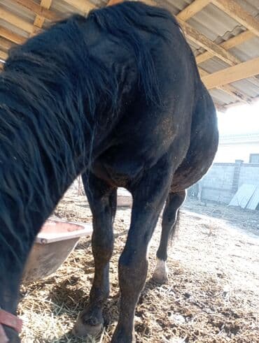 ит доберман: Продаю | Конь (самец) — 4