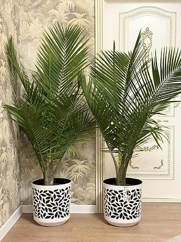 растении: 🌴 Красивая пальма для вашего дома! 📏 Высота: 165–170 см 💰 Цена: 3800 — 1