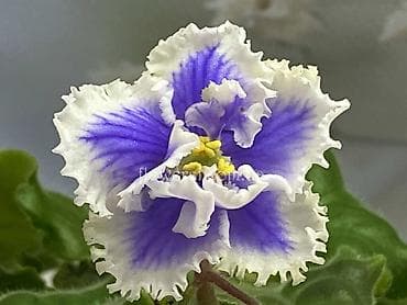 Бөлмө өсүмдүктөрү: Продаю деткистартеры взрослые цветущие фиалки 🌺🌿🌺. Нахожусь в — 9