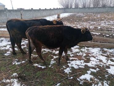 продам коров: Продаю | Корова (самка), Тёлка, Музоо, торпок | Для молока — 4