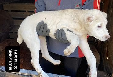 трекер для животных: Щенки алабая, 3,5 месяца.Привитые. Окрас преимущественно светлый — 3