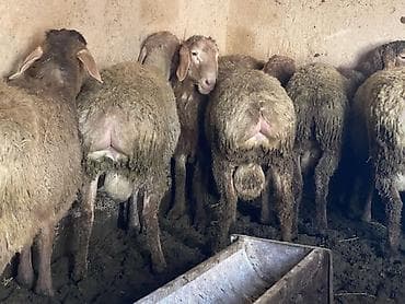 бычки бычок: Продаю | Баран (самец) | Гиссарская, Арашан | На забой, Для разведения | Осеменитель — 5