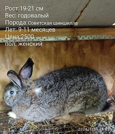 Кролики: есть и декоративные и для размножения - Возраст: 7–9 — 9