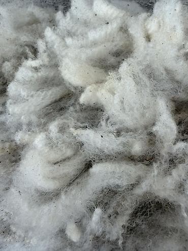 кохинхин карликовый: Овечья шерсть в мешках - Натуральная немытая шерсть после стрижки, в — 2