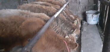 объявления о пропаже животных: Продаю | Бык (самец) — 3