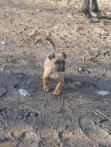 Продаю щенка Самец порода: пидбуль 1, 5 месяца Отец мать есть могу