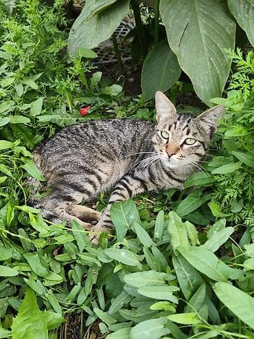 приют для кошек: 1 год, Мальчик, Приучена к лотку — 4