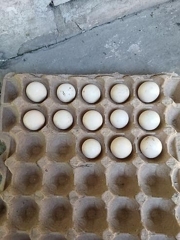 Рродаю яицо золотого фазана