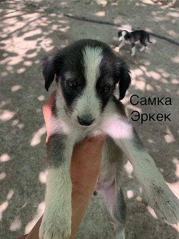 игрушки кошек: Тайган, 2 месяца, Самец, С родословной — 4