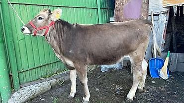 бычок порода: Продаю | Тёлка | Швицкая | Для разведения | Нетель — 4