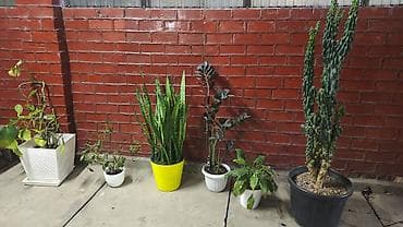 большие вазы: Комнатные растения в кашпо и горшках — набор В составе: - Сансевиерия — 1