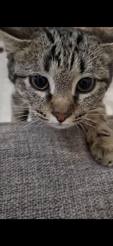 ssd 512gb: Отдам даром в добрые руки мальчика,азиатский табби 8 месяцев, к лотку — 6