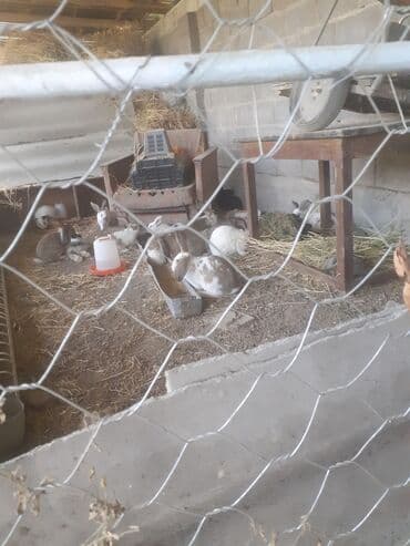 чайник эмалированный 3 л цена бишкек: Крольчатина  — 3