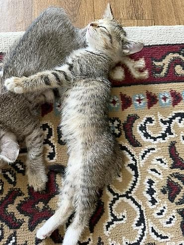 кошка арча бешик: Котятам почти 2 месяца, парода шотландская, один мальчик вислоухий — 4