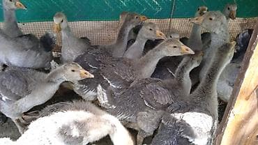 кавказская овчарка цена: Продаю Гусят возраст сорок дней цена Окончательная ниже не копейки — 2