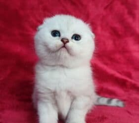 мышык фото: Скотиш Фолд (Шотландиялык шалпаң кулак), 2 айлык, Эркек, Күмүш өңдүү шиншилла — 5