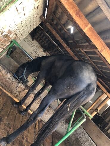 английский чистокровный: Продаю | Жеребец | Английская, Полукровка | Конный спорт | Осеменитель — 1