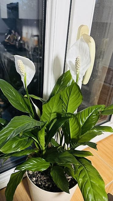 Бөлмө өсүмдүктөрү: Продаю спатифилум — 1