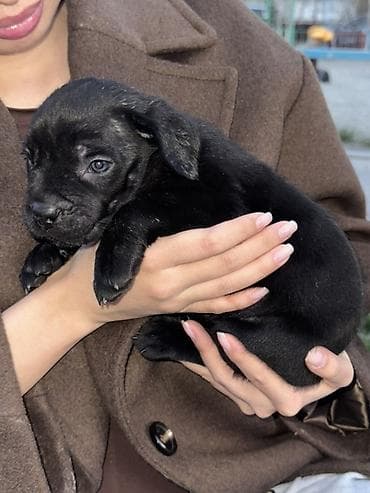 d cat: Кане-корсо, 1 месяц, Самец — 2