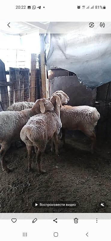 Зоотовары: Продаю | Овца (самка) | Арашан | Для разведения | Матка — 7
