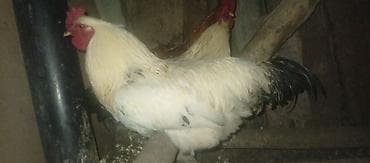 филе курицы: Продаю | Петух | Домашняя | Для разведения — 6