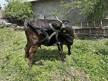 ласка домашняя купить: Продаю | Бык (самец) | На откорм | Привязанные — 2