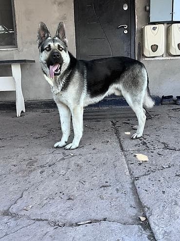 породы собак: Кобель для вязки. Восточно европейская овчарка — 3