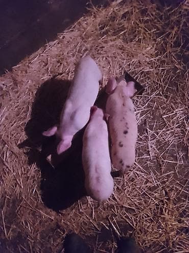 шамо цыплята: Продаю | Поросенок | Для разведения — 3