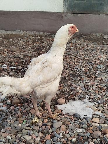 куры бишкек: Дакан ак мекиштер сатылат 2 штук бар активный алмашу жолдору бар — 5