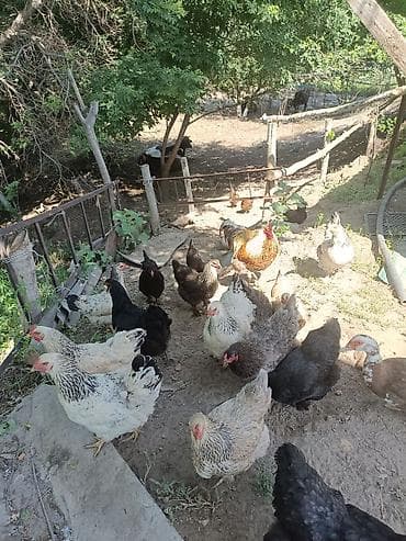 Животные: Продаются куры домашние, породистые, несуться — 3