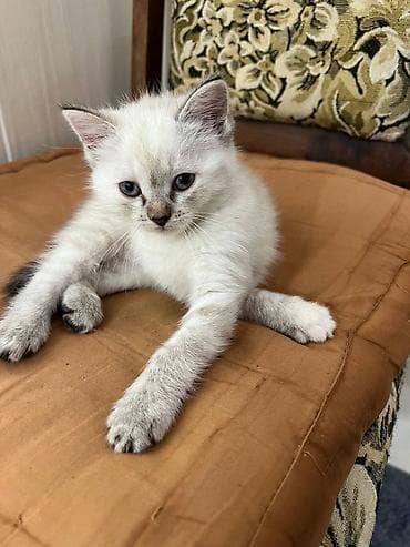 вислоухие кошки цена: Скотиш Страйт (Шотландская прямоухая), 6 месяцев, Девочка, Приучена к лотку — 5