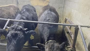 Продаю | Тёлка | На откорм, На забой