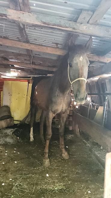 лошадь на прокат: Продаю | Жеребец | Рабочий — 1