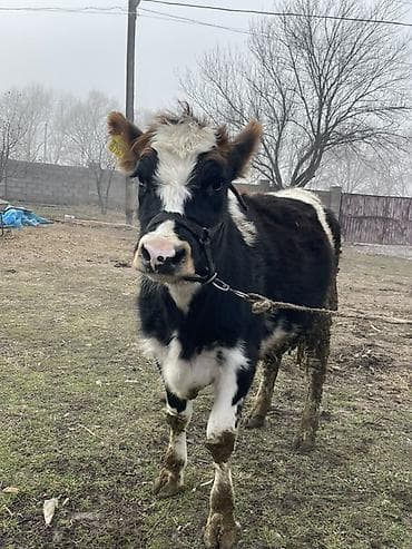 животные каровы: Продаю | Тёлка | На откорм | Нетель — 2