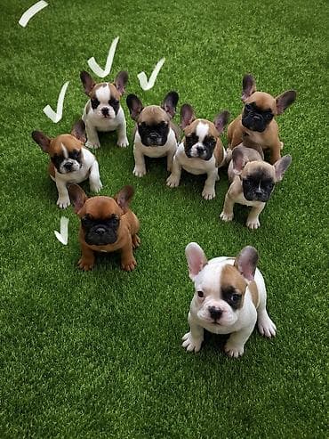 сколько стоит далматин: Продаются щенки французского бульдога. - Порода: французский бульдог — 5