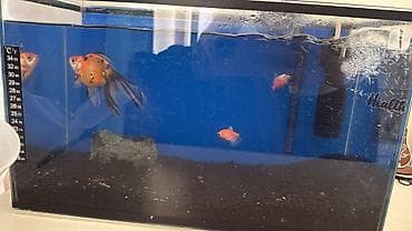 Аквариумный комплект для рыбок - Прямоугольный аквариум с фронтальным