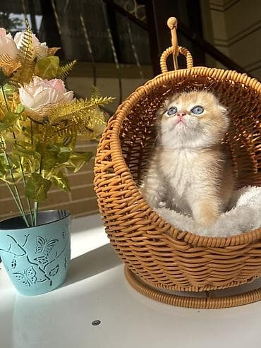 кошка шотланка: Скотиш Страйт (Шотландская прямоухая), 1 месяц, Мальчик, Золотая шиншилла, Приучена к лотку, Проглистована, С документами — 6