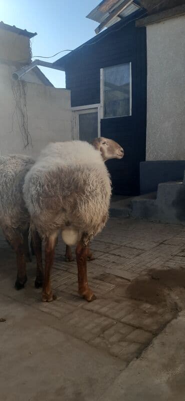 соль для животных: Продаю | Баран (самец) | Гиссарская, Арашан | На забой, Для разведения | Осеменитель — 3